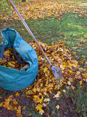 bag of leaves